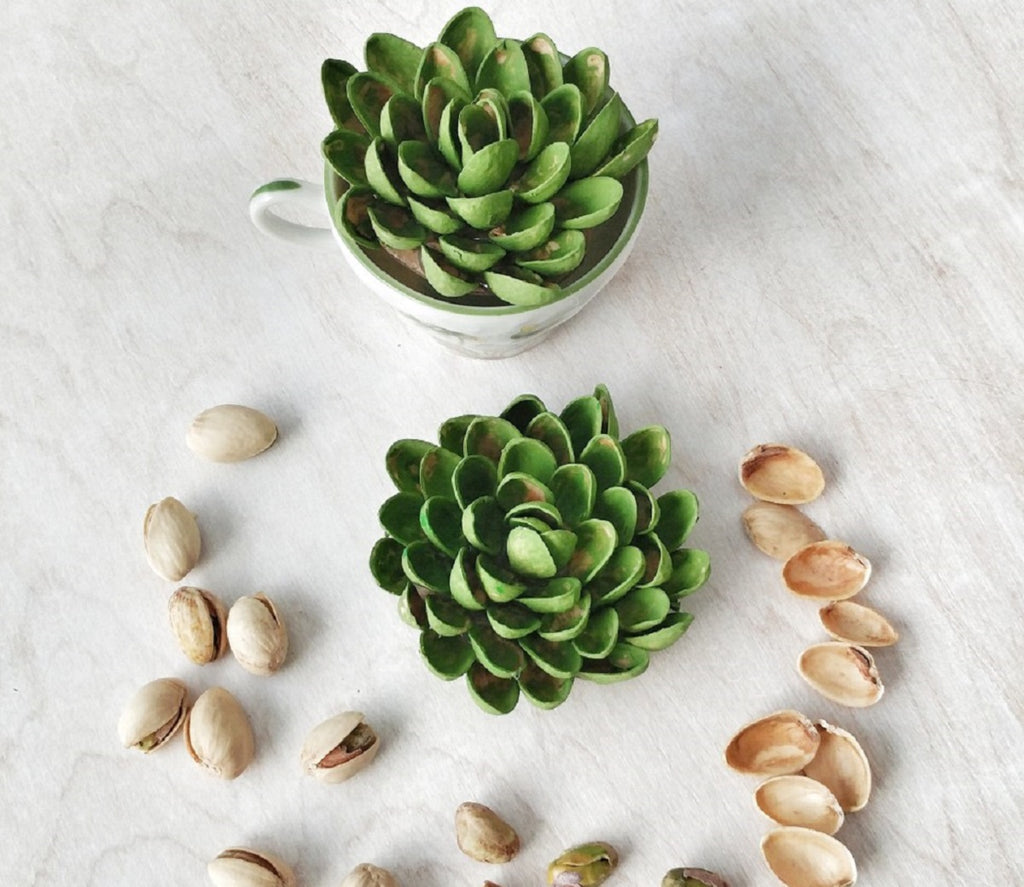 Pistachio Shell Succulent Craft - Created & Written by Sue at Reaching Happy